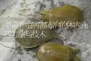 甲鱼养殖病害防治的体内施药方法与技术