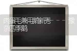 肉蛋毛兼用鹅新秀---豫杂四季鹅