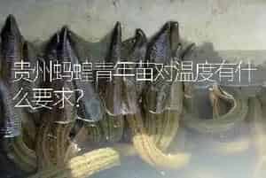 贵州蚂蝗青年苗对温度有什么要求?