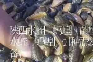 陕西水蛭[蚂蝗]苗出售：水蛭[蚂蝗]引种需要哪些准备?