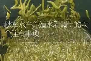 秋季水产养殖水质调节的六个注意事项