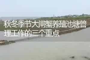 秋冬季节大闸蟹养殖池塘管理工作的三个重点