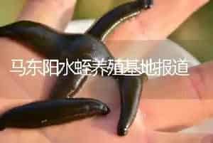 马东阳水蛭养殖基地报道