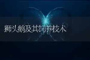 狮头鹅及其饲养技术