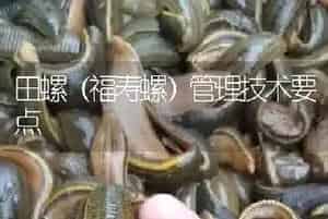 田螺(福寿螺)管理技术要点