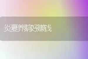 炎夏养鹅好赚钱