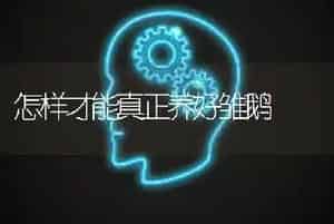 怎样才能真正养好雏鹅