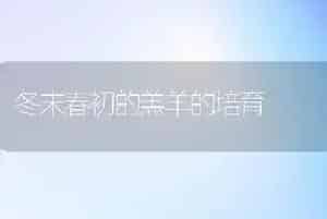 冬末春初的羔羊的培育