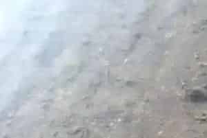 河蟹塘环沟年前栽草有哪些好处?