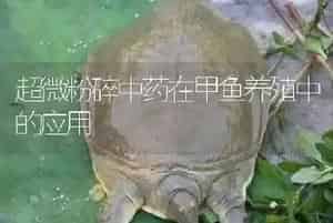 超微粉碎中药在甲鱼养殖中的应用