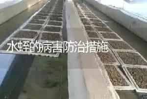 水蛭的病害防治措施