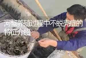 河蟹养殖过程中不蜕壳症的特征介绍