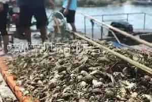 螃蟹常见病的防治