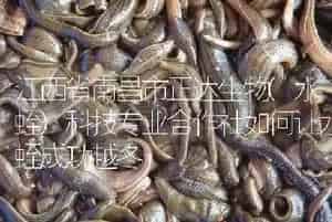 江西省南昌市正达生物(水蛭)科技专业合作社如何让水蛭成功越冬