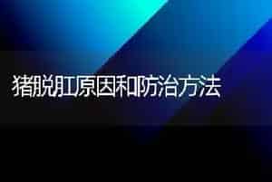猪脱肛原因和防治方法