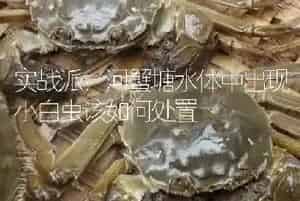 实战派：河蟹塘水体中出现小白虫该如何处置