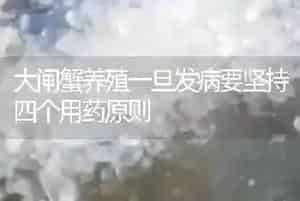 大闸蟹养殖一旦发病要坚持四个用药原则