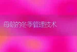 母鹅的冬季管理技术