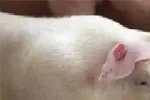 由于存栏量锐减预计生猪价格还会上扬