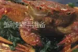 蟹种越冬早准备