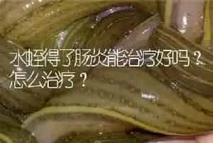 水蛭得了肠炎能治疗好吗?怎么治疗?