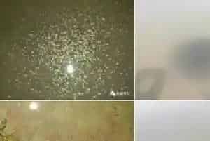 养殖水体中虫害的防与治