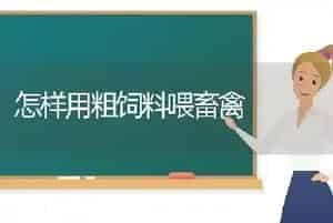 怎样用粗饲料喂畜禽