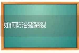 如何防治猪蹄裂