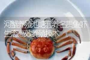 河蟹养殖池塘套养名贵鱼虾生态高效养殖技术