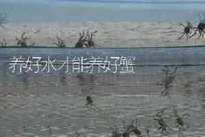养好水才能养好蟹