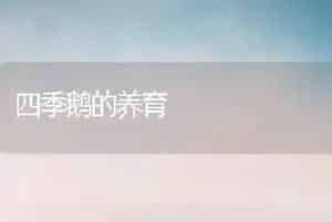 四季鹅的养育