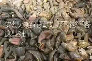 要想水蛭养殖成功不能忽略这些细节