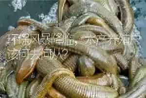环保风暴降临,水产养殖户该何去何从?