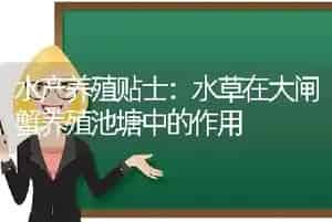水产养殖贴士：水草在大闸蟹养殖池塘中的作用