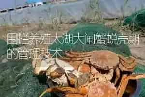 围拦养殖太湖大闸蟹蜕壳期的管理技术