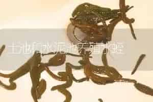 土池和水泥池养殖水蛭