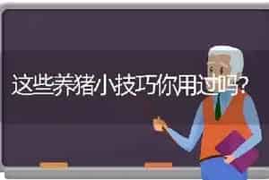 这些养猪小技巧你用过吗?