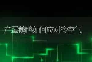 产蛋鹅鸭如何应对冷空气