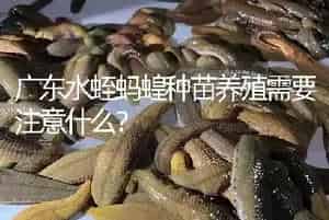 广东水蛭蚂蝗种苗养殖需要注意什么?