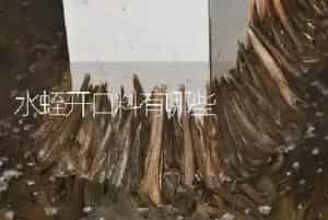 水蛭开口料有哪些