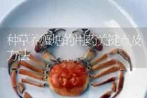 种草养蟹塘的用药关键点及方法