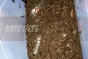 水蛭的发育