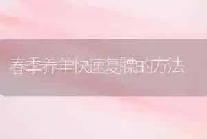 春季养羊快速复膘的方法