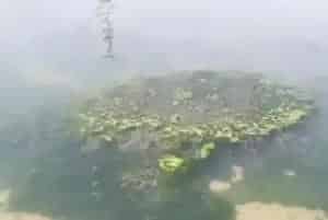 青苔药导致你蟹塘寸草不生,你却选择坐以待毙?