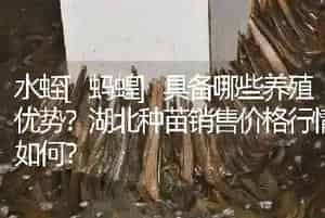 水蛭[蚂蝗]具备哪些养殖优势?湖北种苗销售价格行情如何?