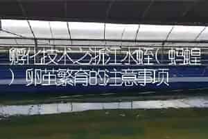 孵化技术之浙江水蛭(蚂蝗)卵茧繁育的注意事项