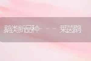 鹅类新品种---莱茵鹅