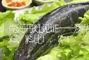 南海丹灶见证——澳华生鱼料,料比1.31