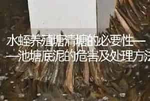 水蛭养殖塘清塘的必要性——池塘底泥的危害及处理方法