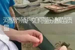 河蟹养殖户如何鉴别蟹苗质量
